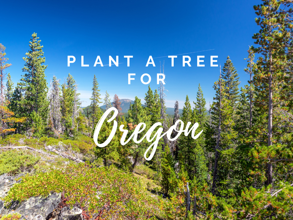 Plant a Tree for Someone & Restore a Community - A Living Tribute