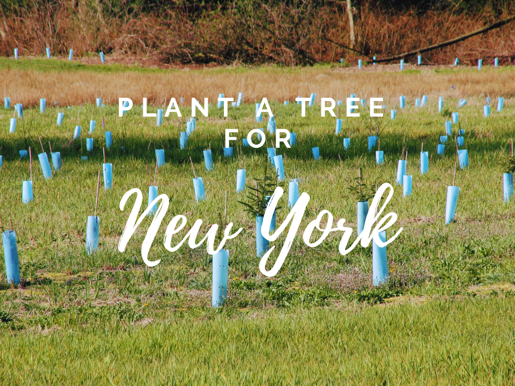Plant a Tree for Someone & Restore a Community - A Living Tribute