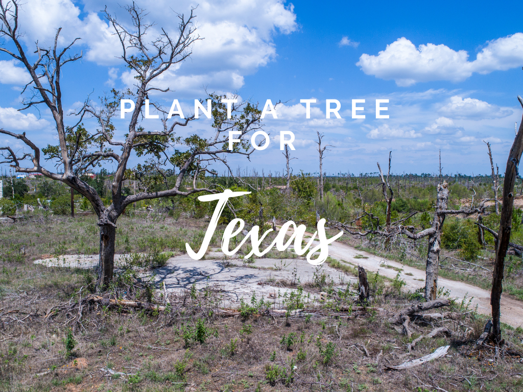 Plant a Tree for Someone & Restore a Community - A Living Tribute