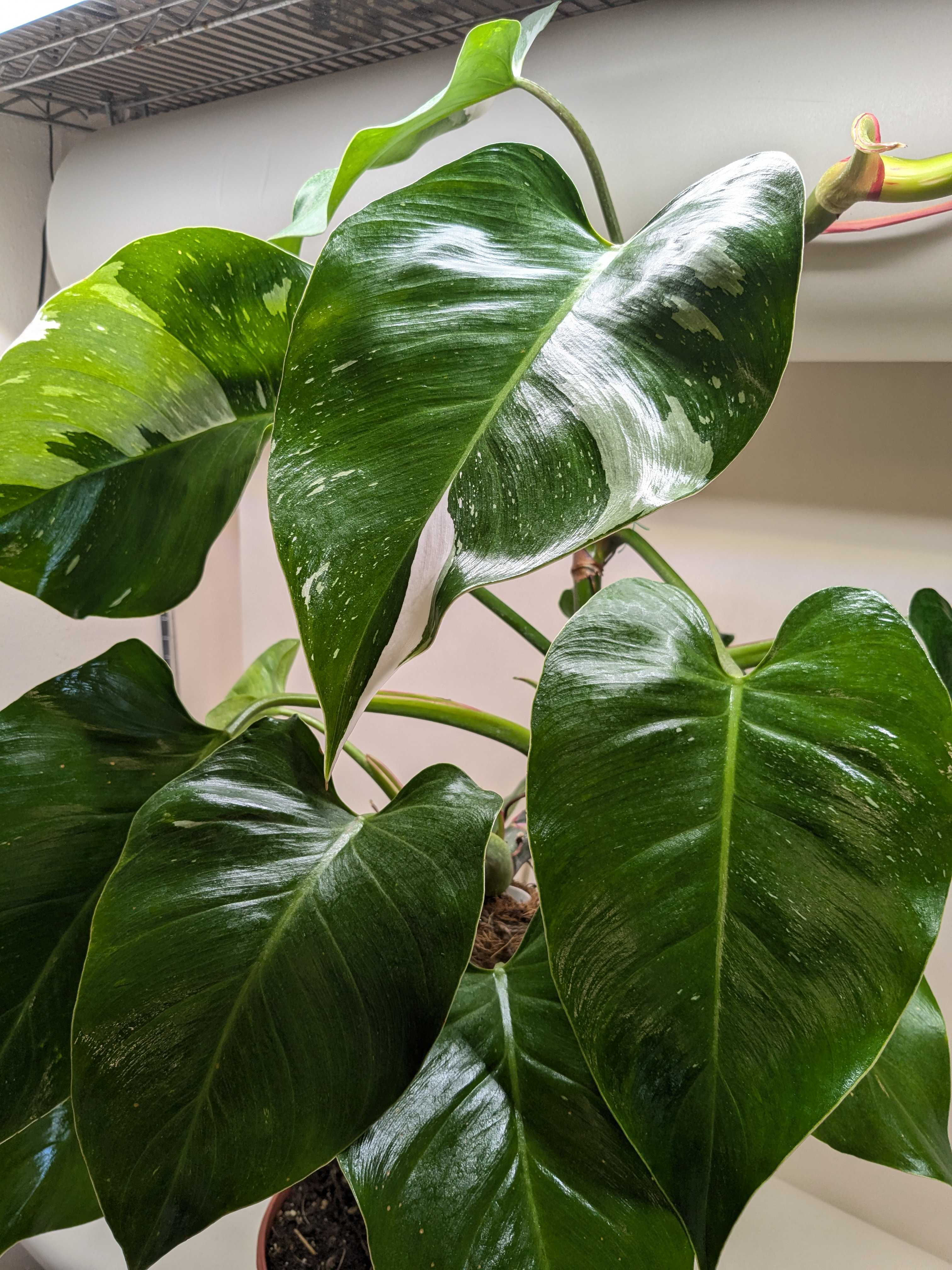 Philodendron 'White Princess' - House Plant Shop