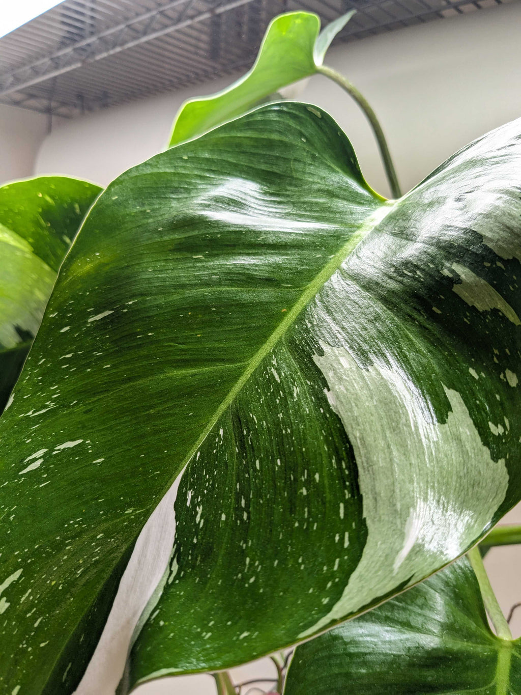 Philodendron 'White Princess' - House Plant Shop