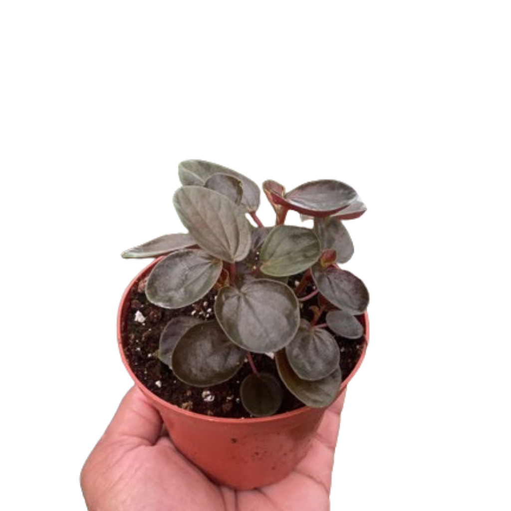 Peperomia 'Rugosa' - House Plant Shop