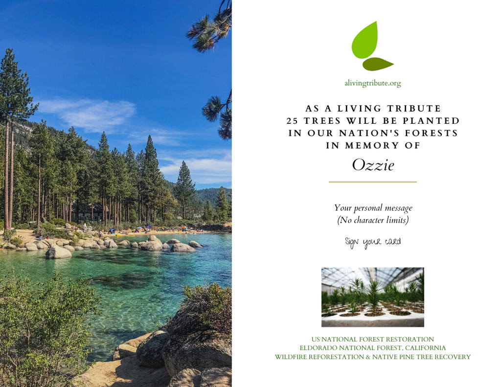 Pet Loss Memorial Tree Gift - Plant a Tree in Memory in a National Forest & Send a Personalized Card