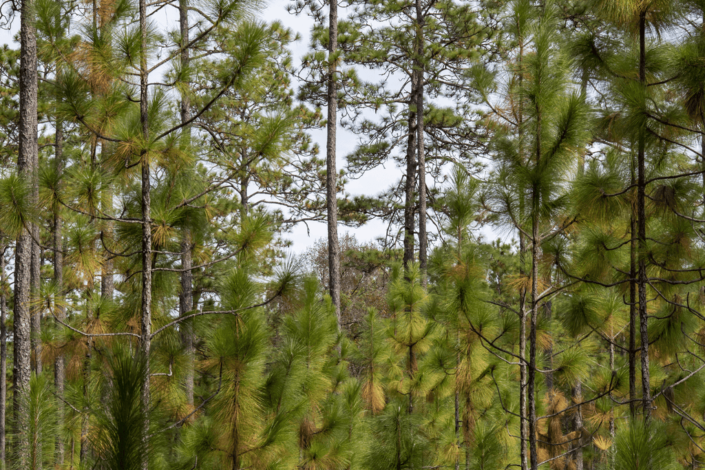 Plant a Tree for Someone in Alabama - Memorial & Tribute Trees