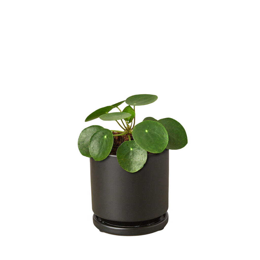 Pilea Peperomioides 'Chinese Money'
