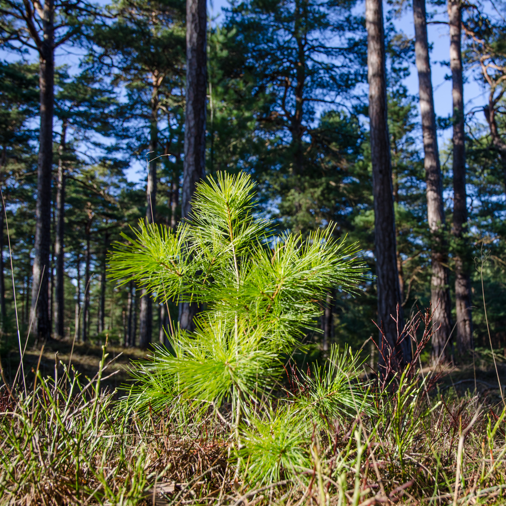 Plant a Tree for Earth Day 2026