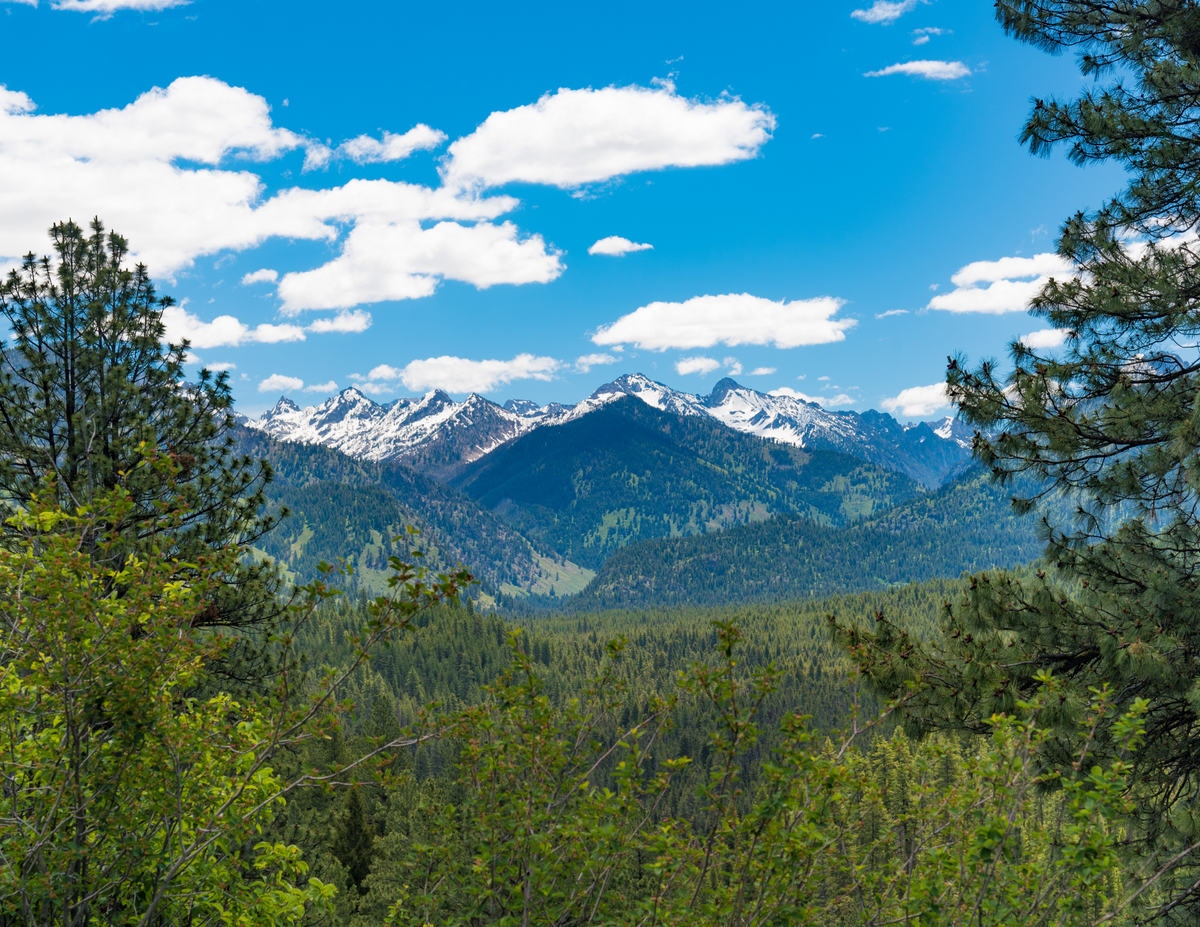 Plant a Tree for Someone in Idaho - Memorial & Tribute Trees