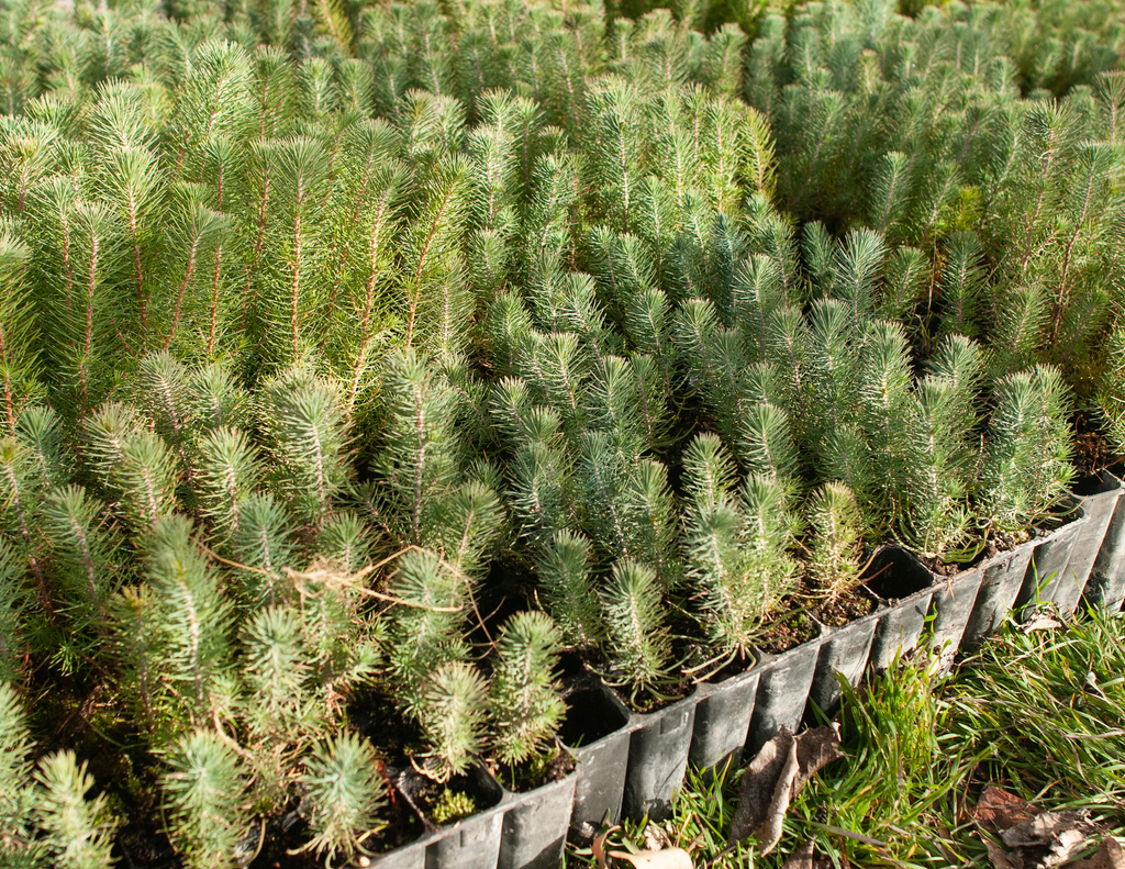Plant a Tree for Someone in Idaho - Memorial & Tribute Trees