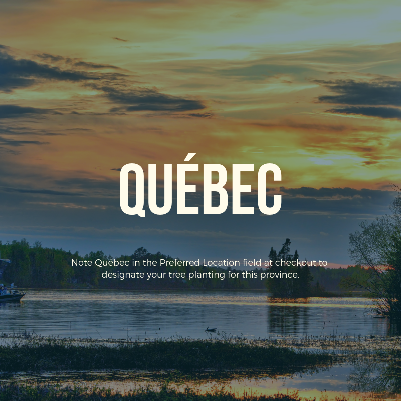 Plant a Tree in Canada with Personalized Photo Card