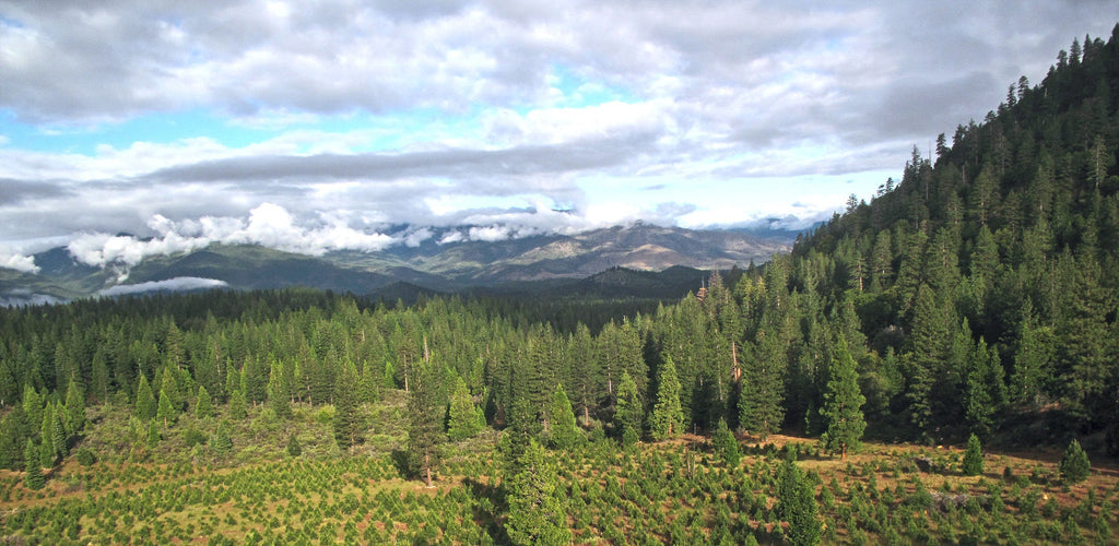 Pet Loss Memorial Tree Gift - Plant a Tree in Memory in a National Forest & Send a Personalized Card