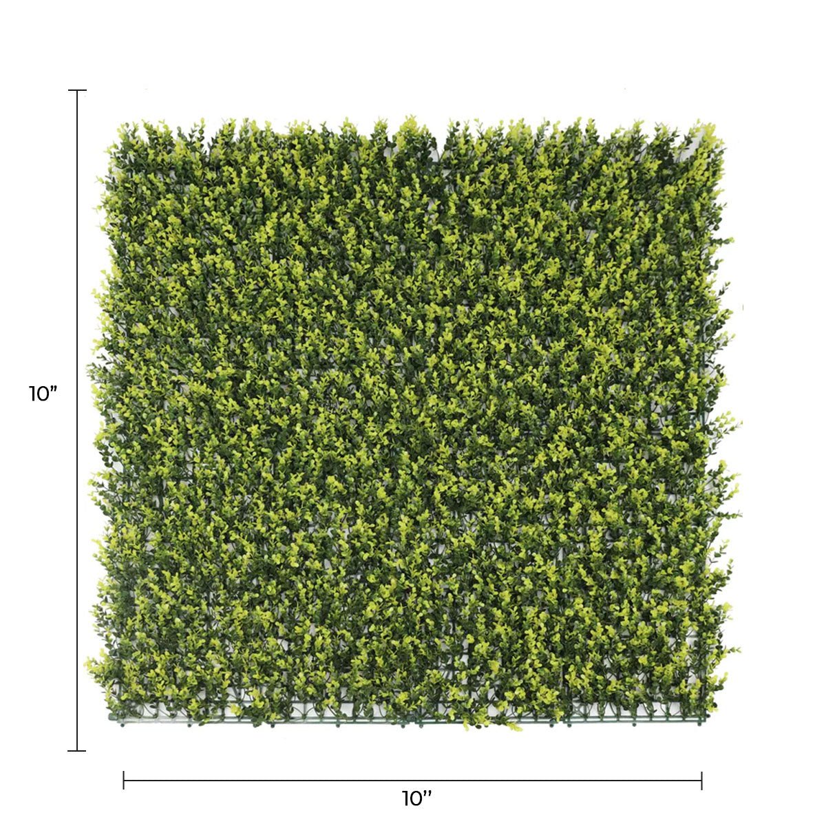Sample Panel – Yellow English Boxwood Green Wall (Small Sample)