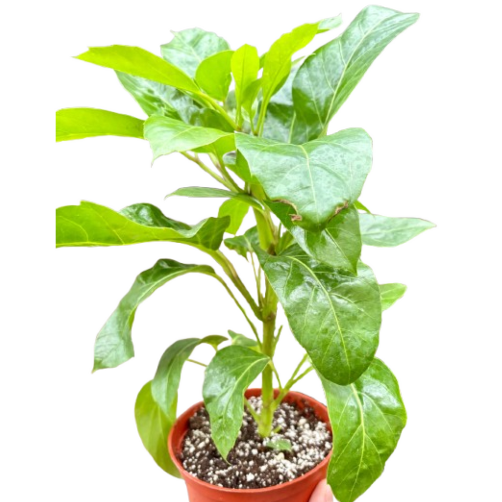 Schefflera Actinophylla - House Plant Shop