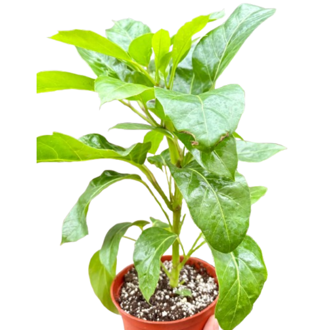 Schefflera Actinophylla - House Plant Shop
