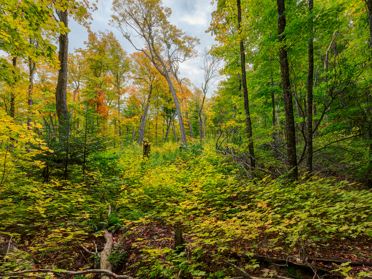 Plant a Tree for Someone in Michigan - Memorial & Tribute Trees