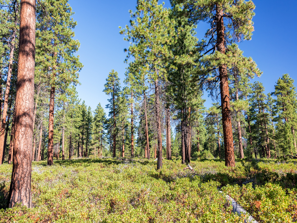 Plant a Tree for Someone in Oregon - Oregon Memorial Trees