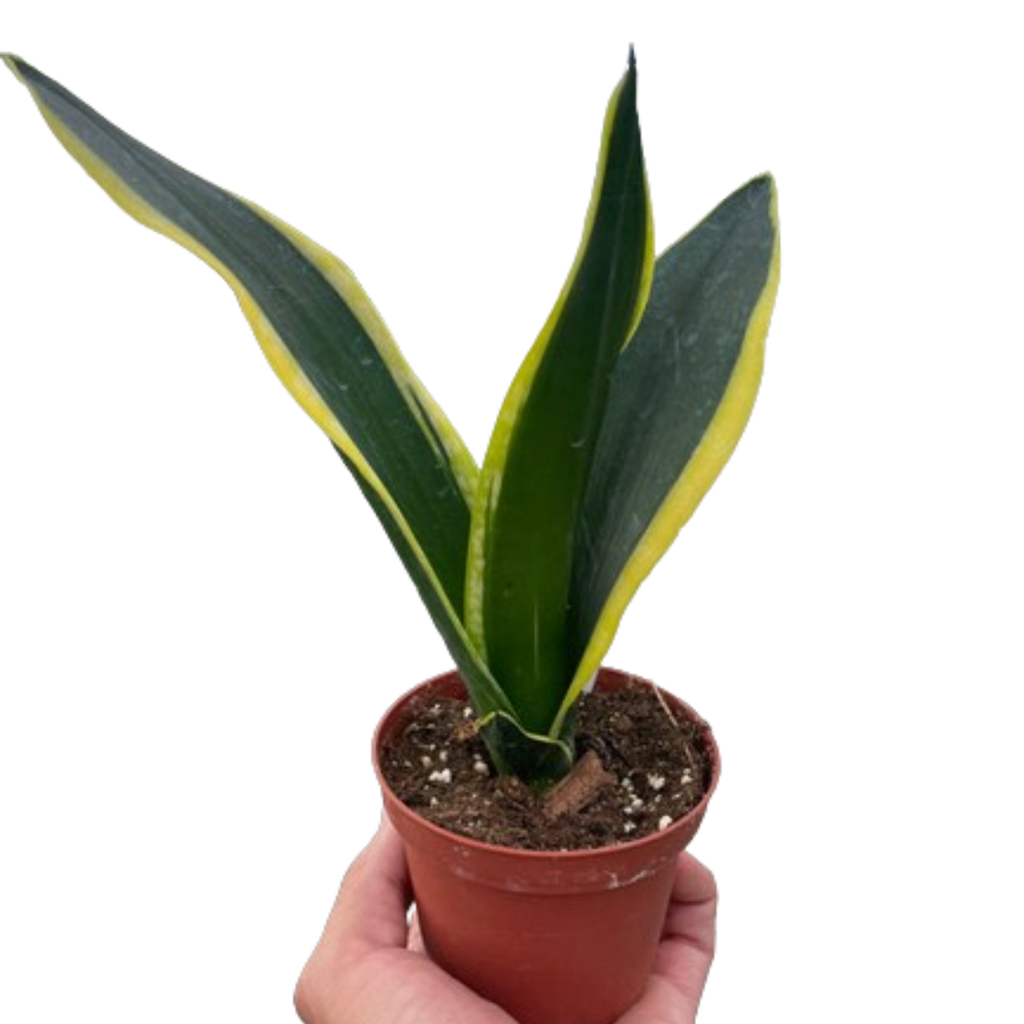 Snake Trifasciata Black Gold - House Plant Shop
