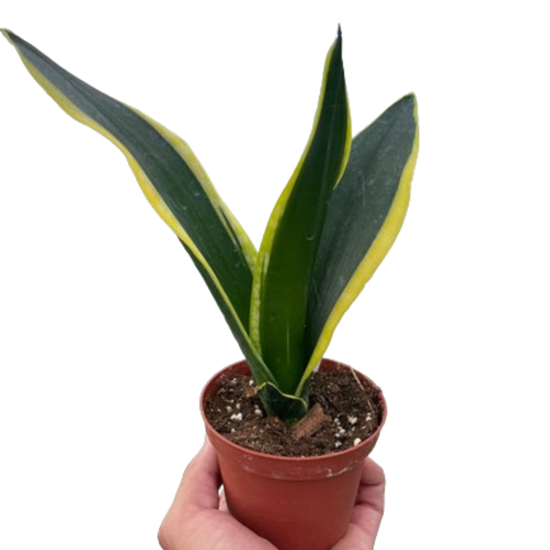 Snake Trifasciata Black Gold - House Plant Shop