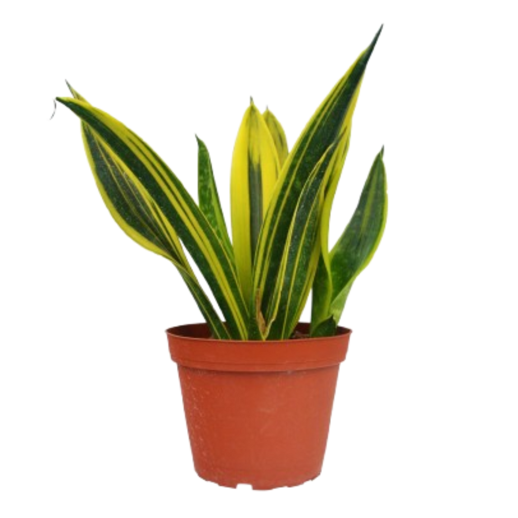 Snake 'Gold Flame' - House Plant Shop