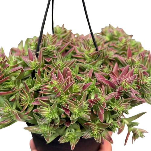 Succulent Crassula Capitella Red - House Plant Shop