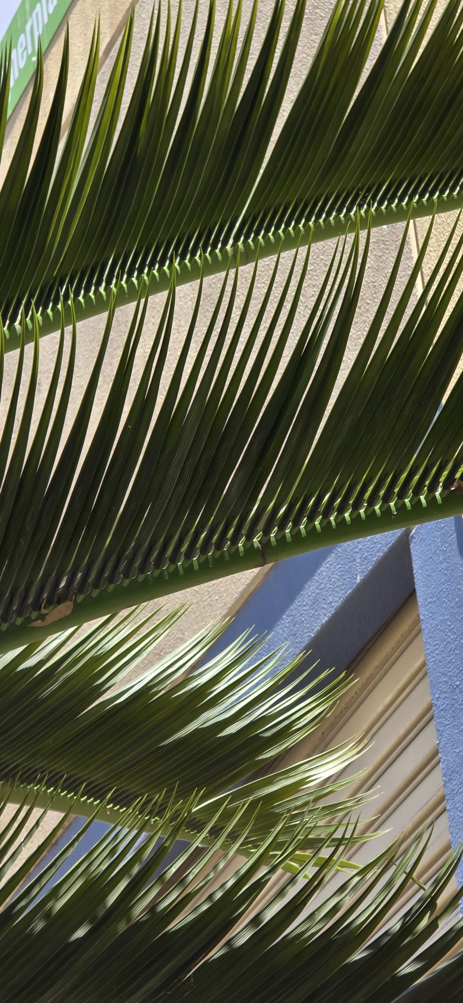 Royal Palm Artificial Tree 13ft–23ft – UV Resistant (10–12 Week Lead Time)
