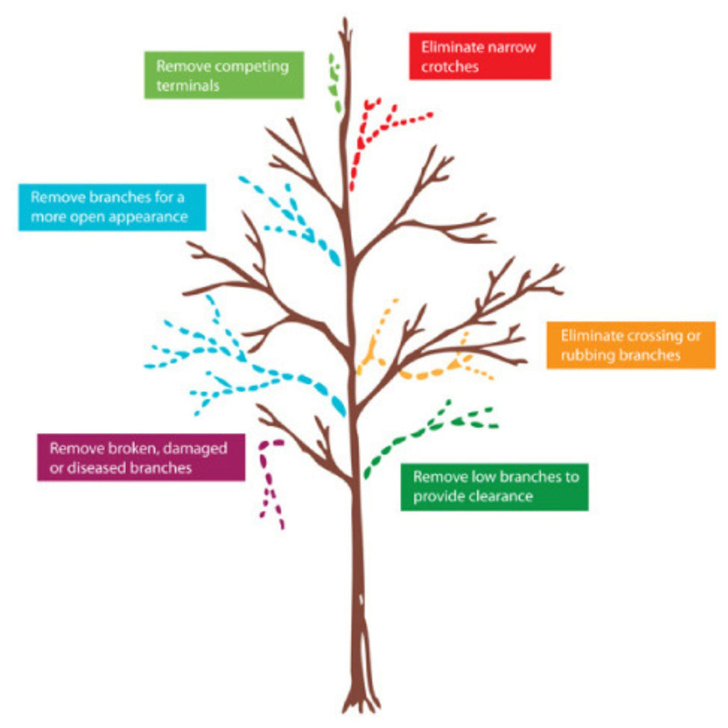 Plum Tree 'Blue Damson'