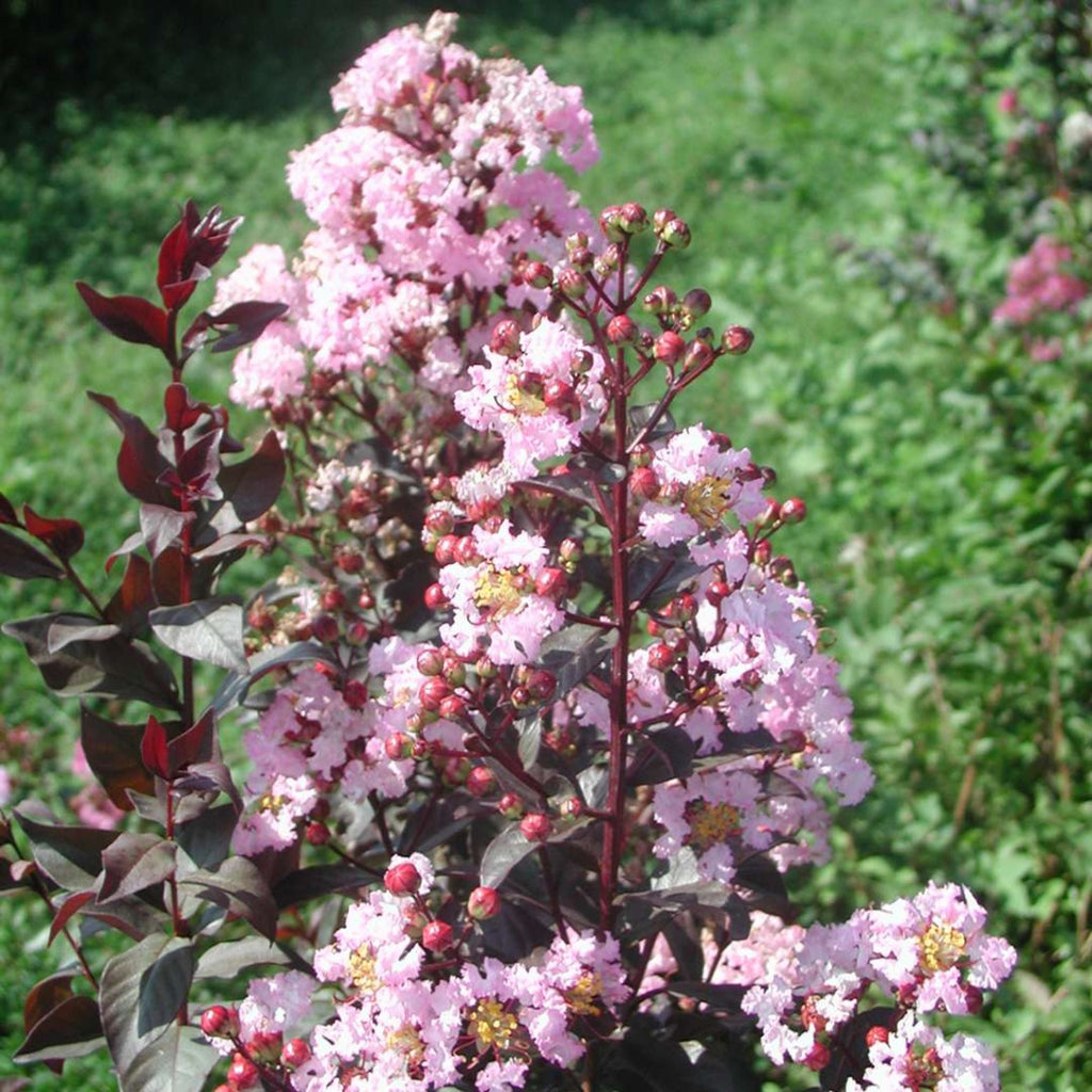 Crape Myrtle 'Rhapsody in Pink'
