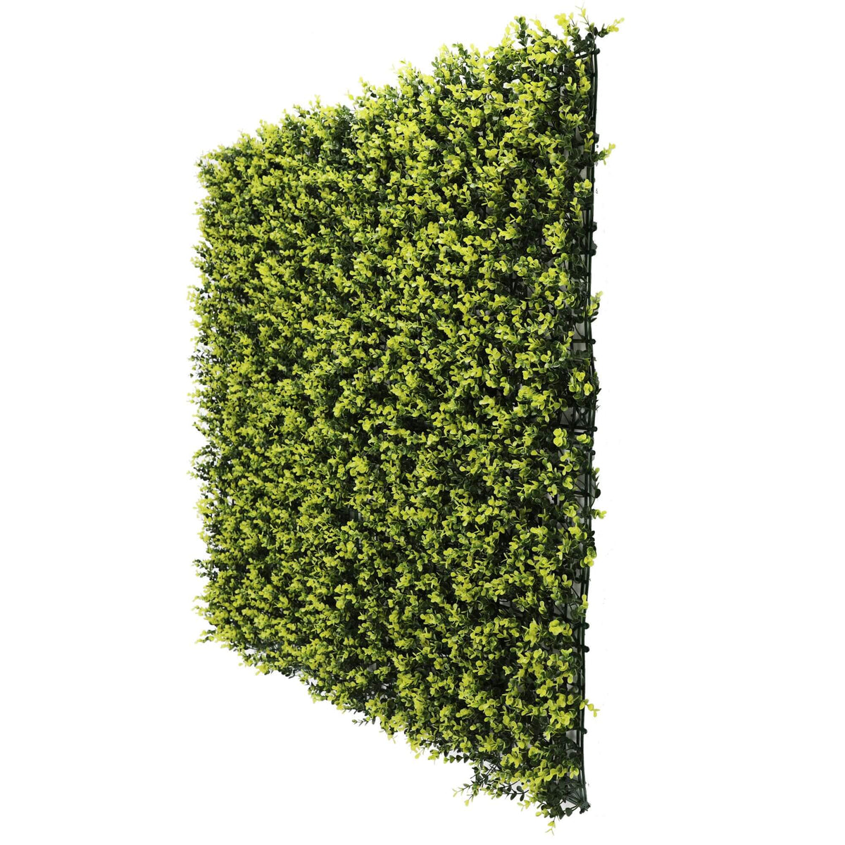 Sample Panel – Yellow English Boxwood Green Wall (Small Sample)