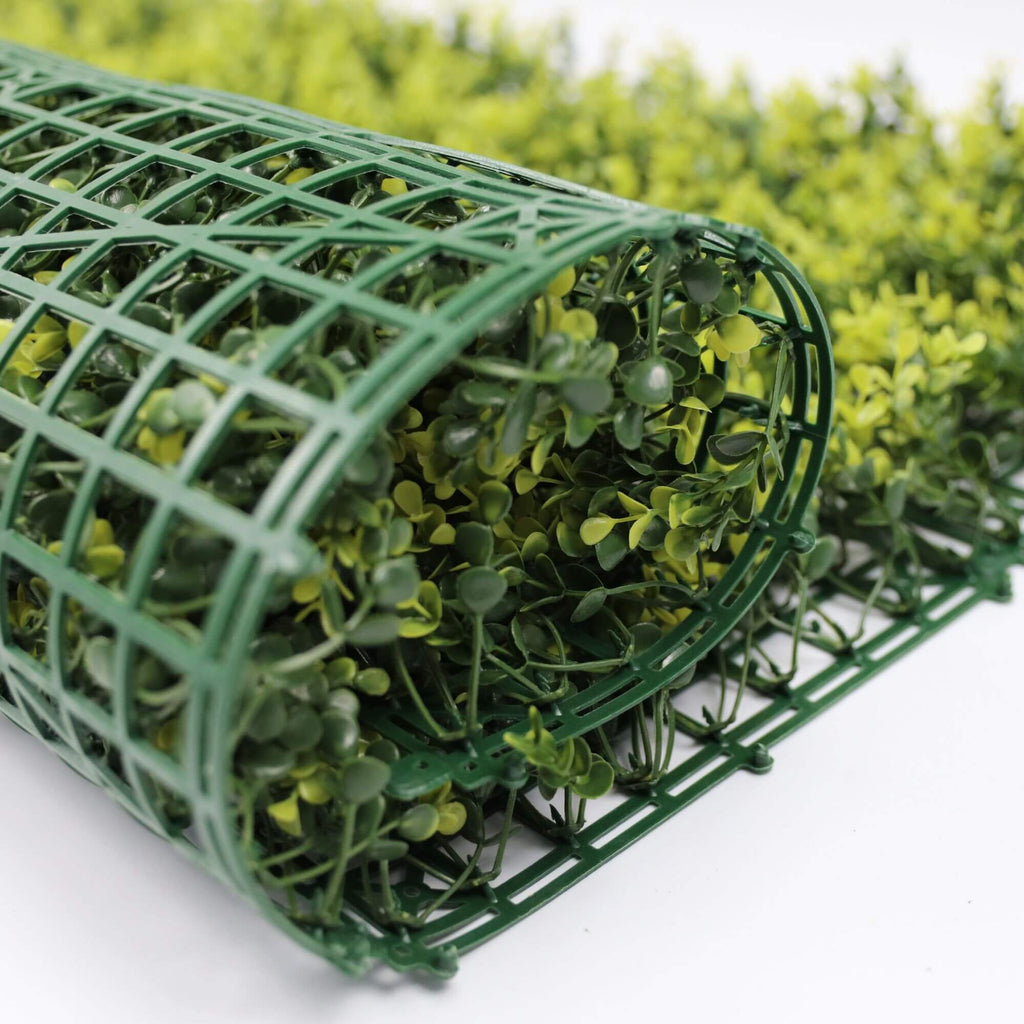 Sample Panel – Yellow English Boxwood Green Wall (Small Sample)