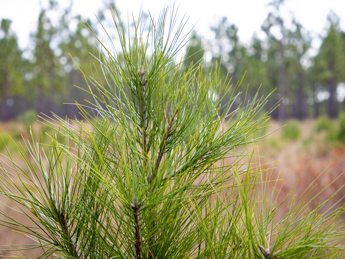Plant a Tree For Someone in a National Forest - A Living Tribute