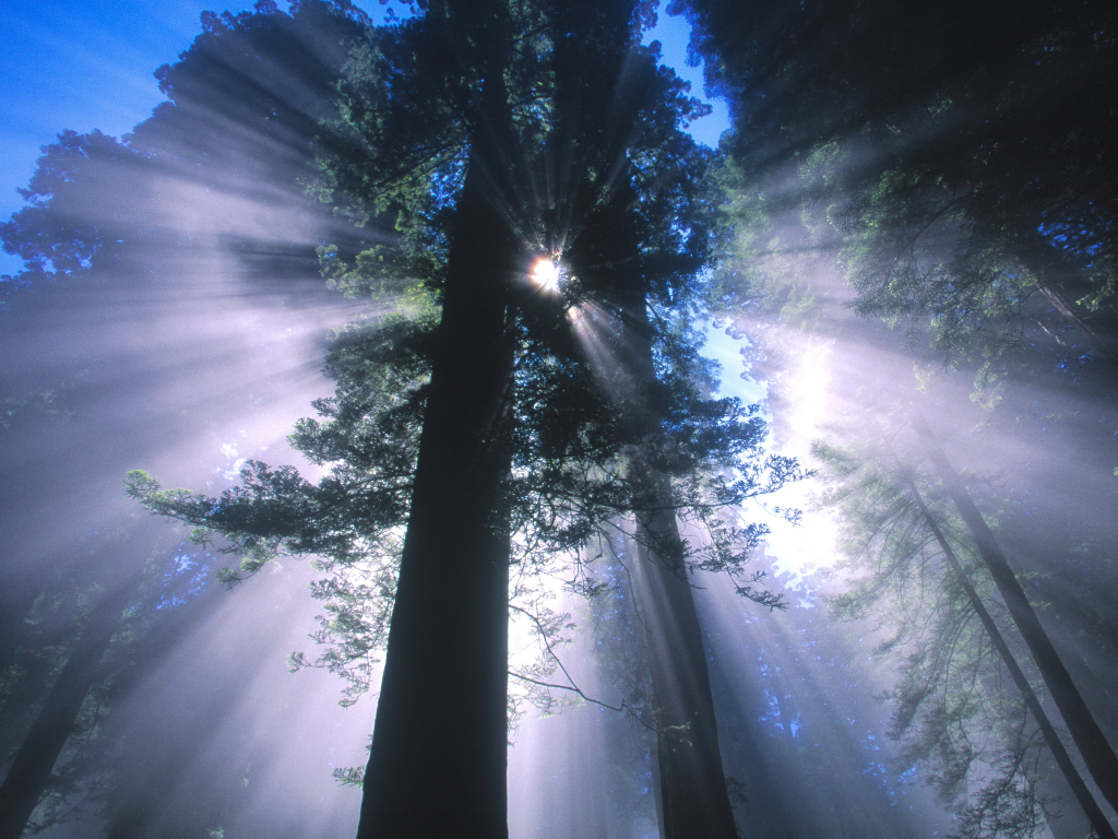 Plant a Redwood Tree in Honor or Memory