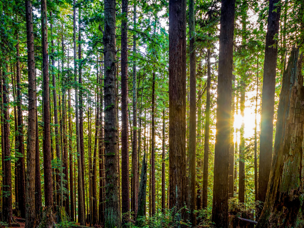 Plant a Redwood Tree in Honor or Memory