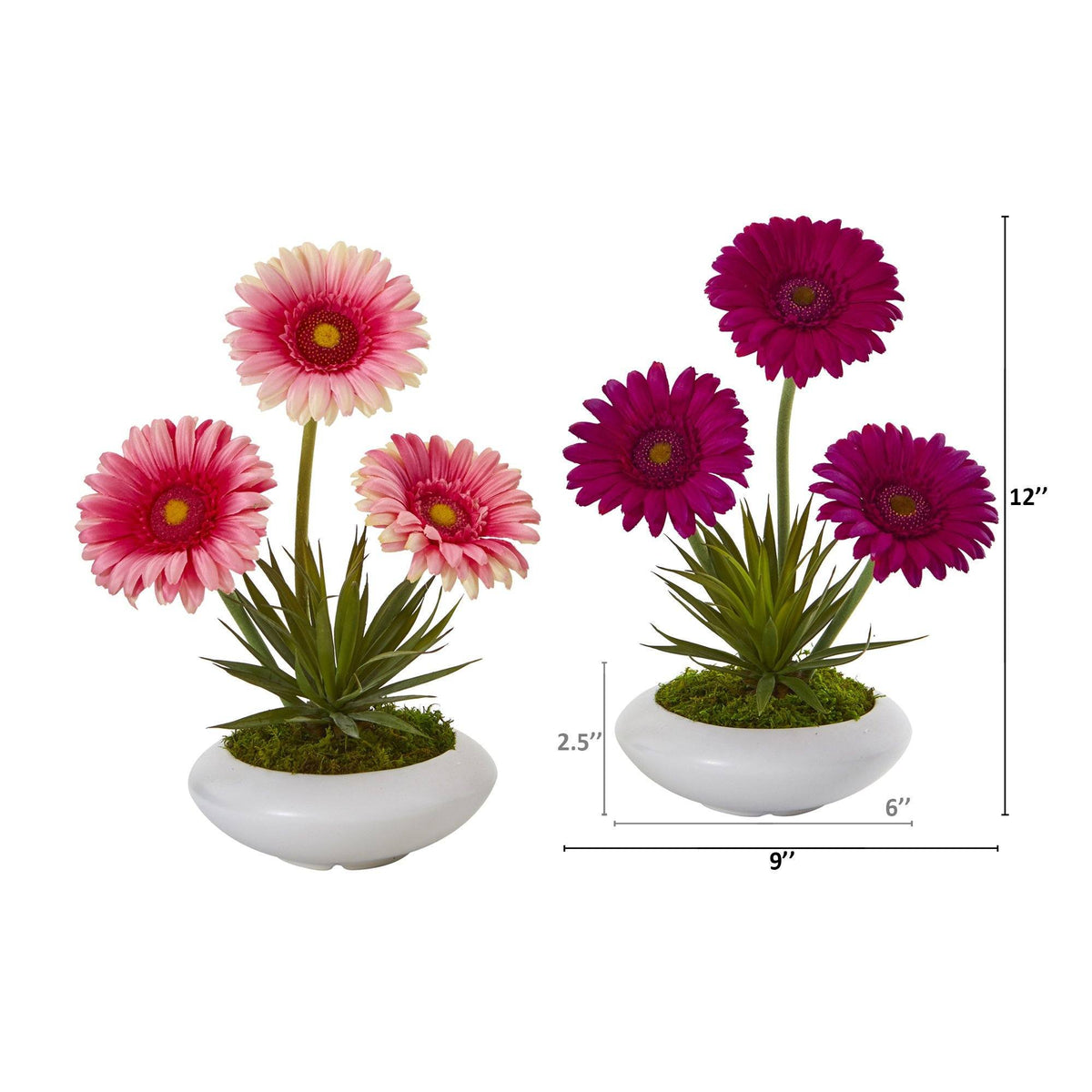 12” Gerber and Succulent Arrangement in Vase (Set of 2)
