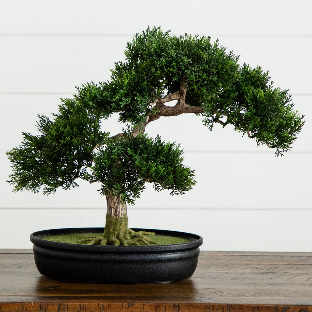 16" Cedar Bonsai Tree