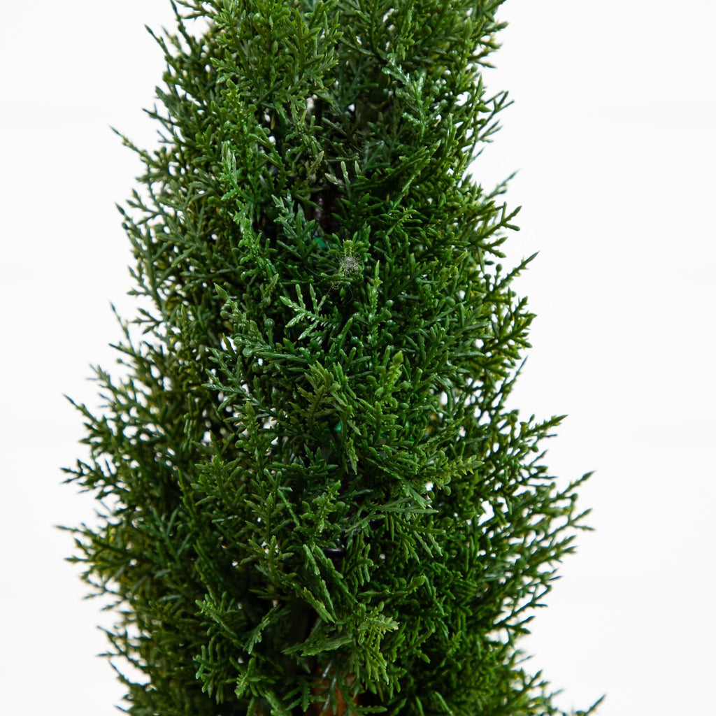 2' Cedar Spiral Silk Tree (Indoor/Outdoor)