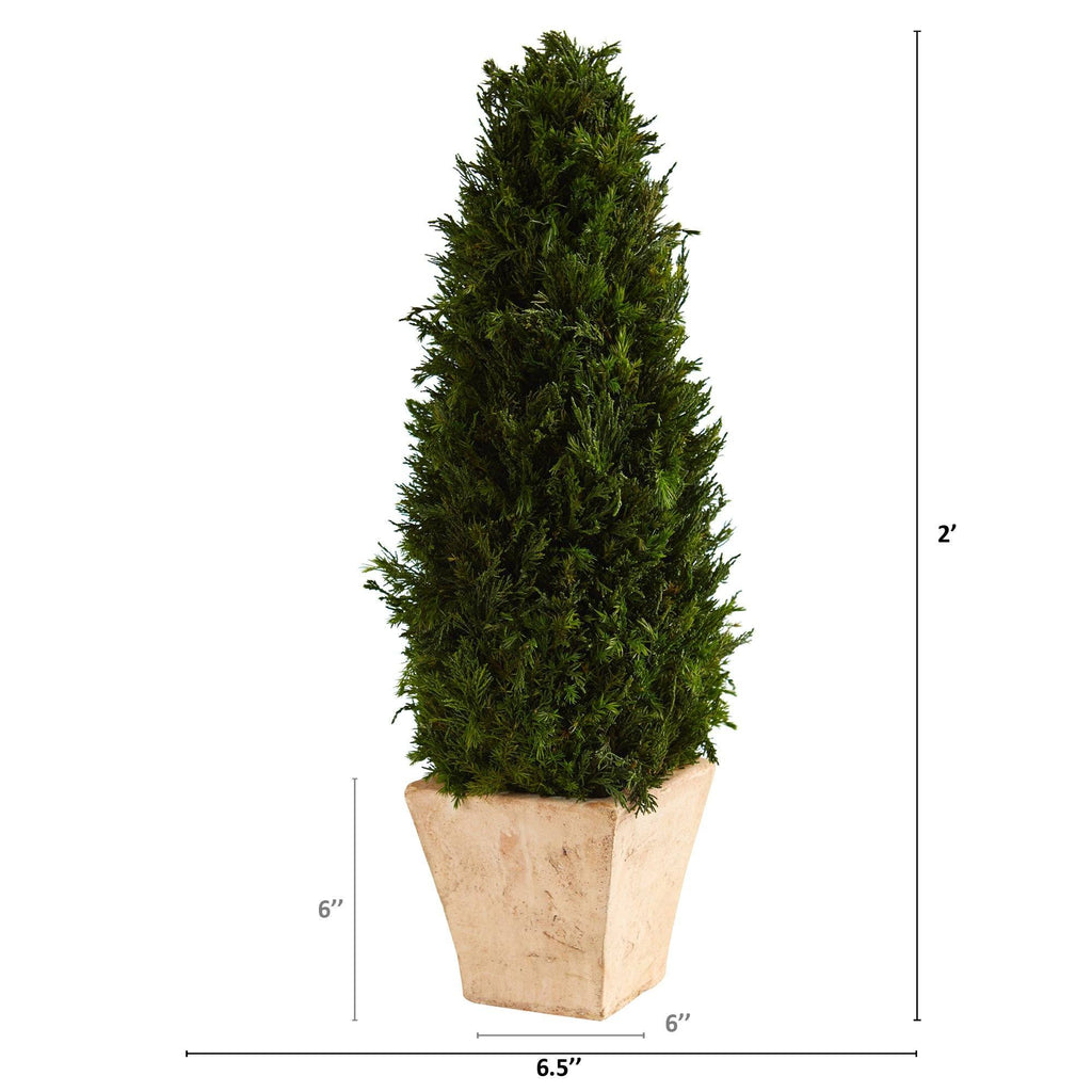 2’ Cypress Cone Preserved Plant in Planter