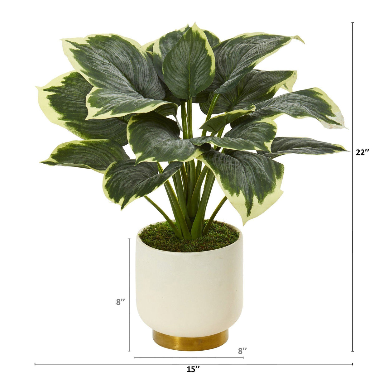 22” Variegated Hosta Artificial Plant in Cream Planter with Gold Base