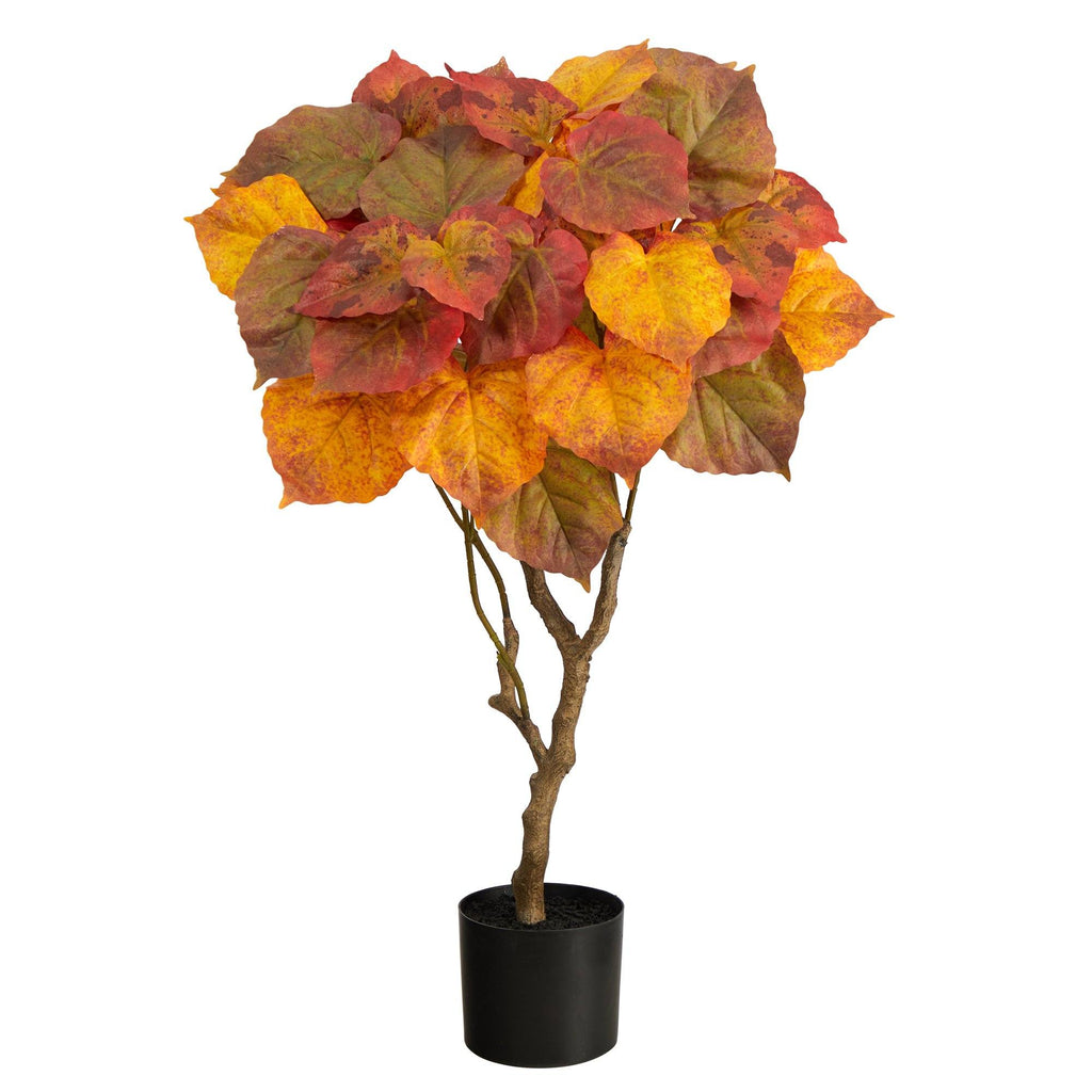 3’ Autumn Umbrella Ficus Tree