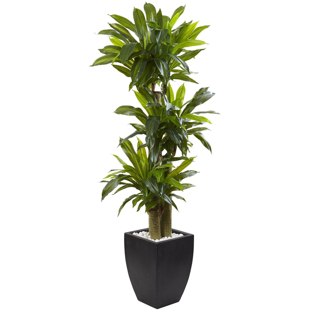5.5’ Corn Stalk Dracaena with Black Wash Planter