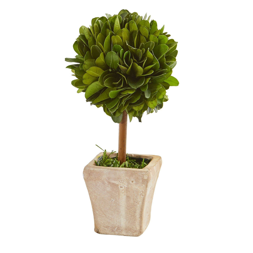 6” Boxwood Topiary Preserved Plant in Ceramic Planter (Set of 4)