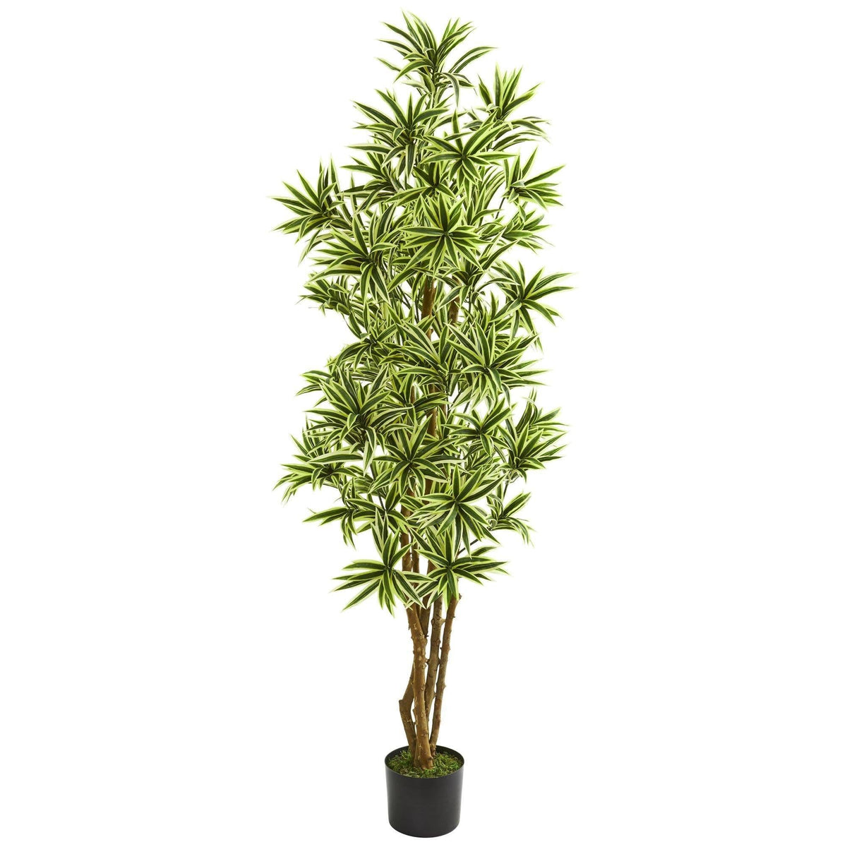 6’ Dracaena Reflexa Artificial Plant