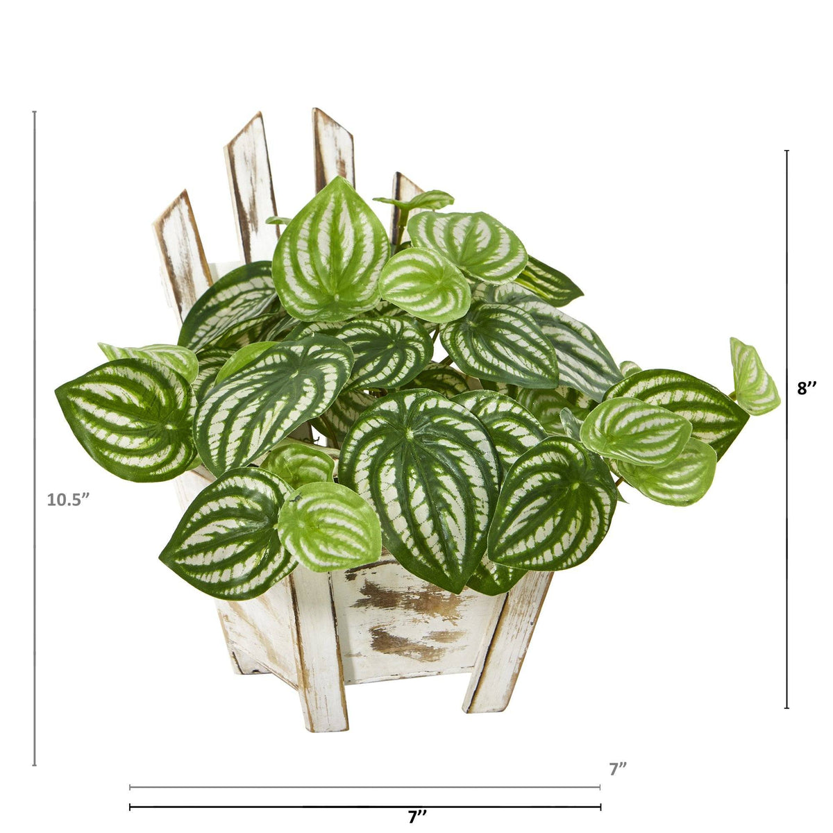 8” Watermelon Peperomia Artificial Plant in Chair Planter (Real Touch)