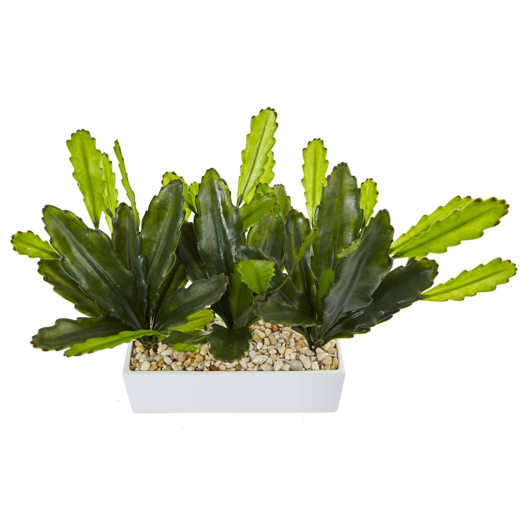 Cactus on Rectangular Planter