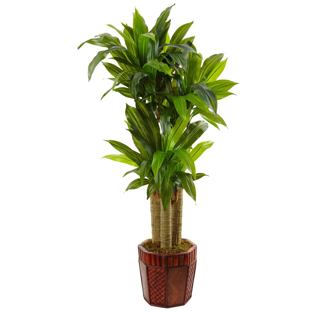 Cornstalk Dracaena in Wooden Planter