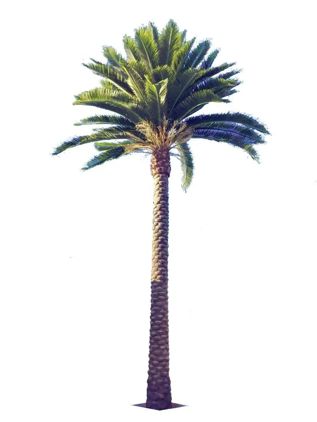 Florida Palm Artificial Tree 13ft–23ft – UV Resistant (10–12 Week Lead Time)