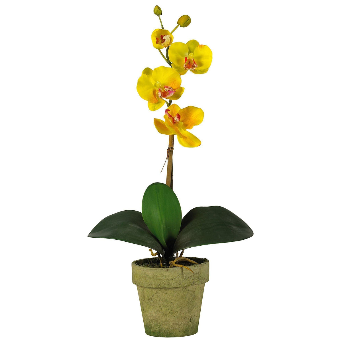 Potted Phalaenopsis (Set of 3)