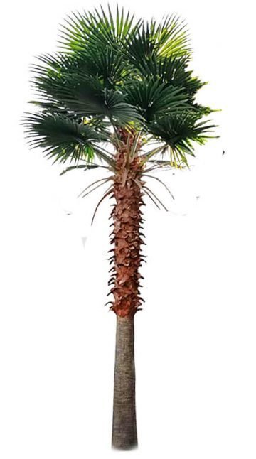 Mexican Fan Palm Artificial Tree 13ft–23ft – UV Resistant (10–12 Week Lead Time)