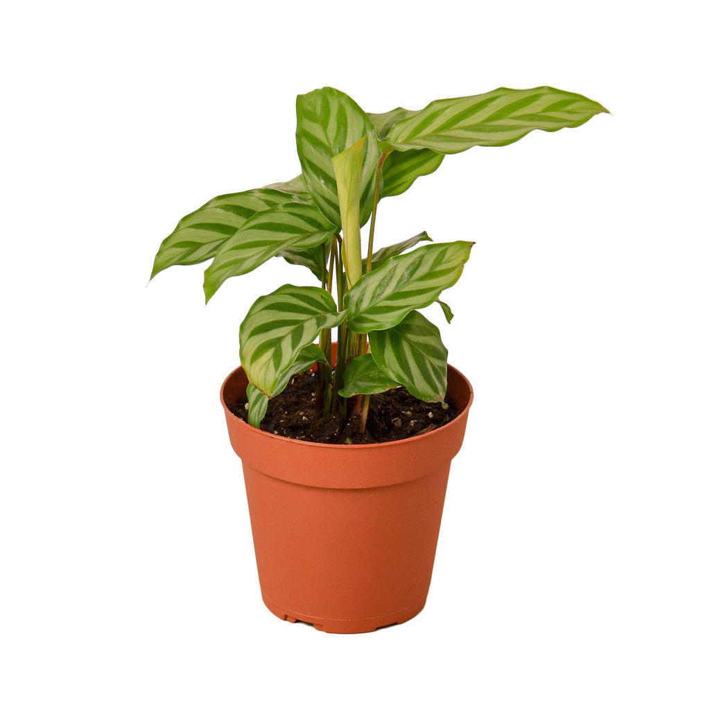 Calathea Concinna 'Freddie' - House Plant Shop