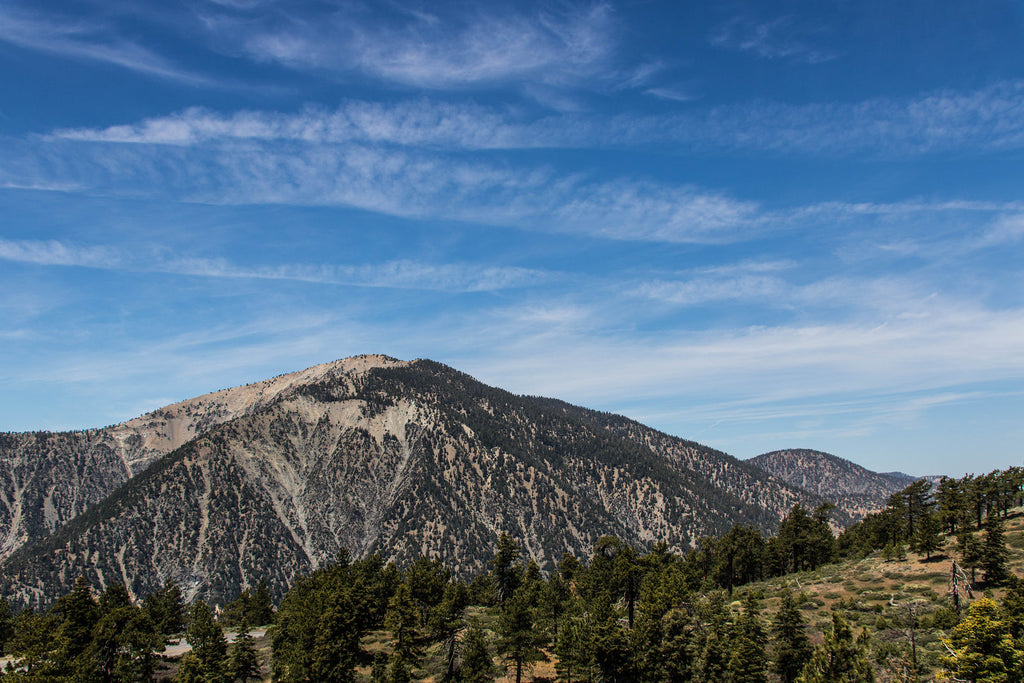 Plant a Tree in Honor or Memory in a California National Forest - A Living Tribute