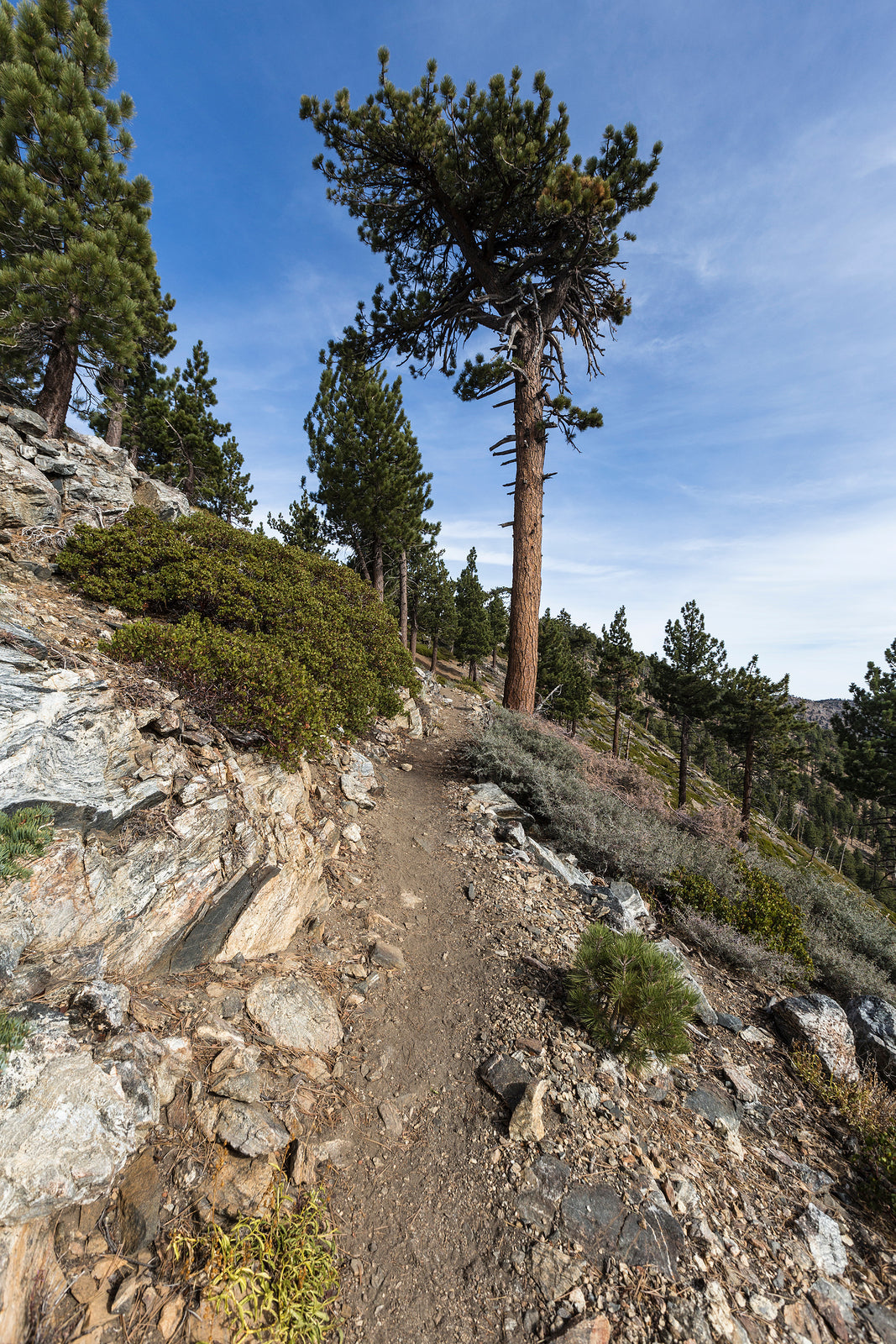 Plant a Tree in Honor or Memory in a California National Forest - A Living Tribute