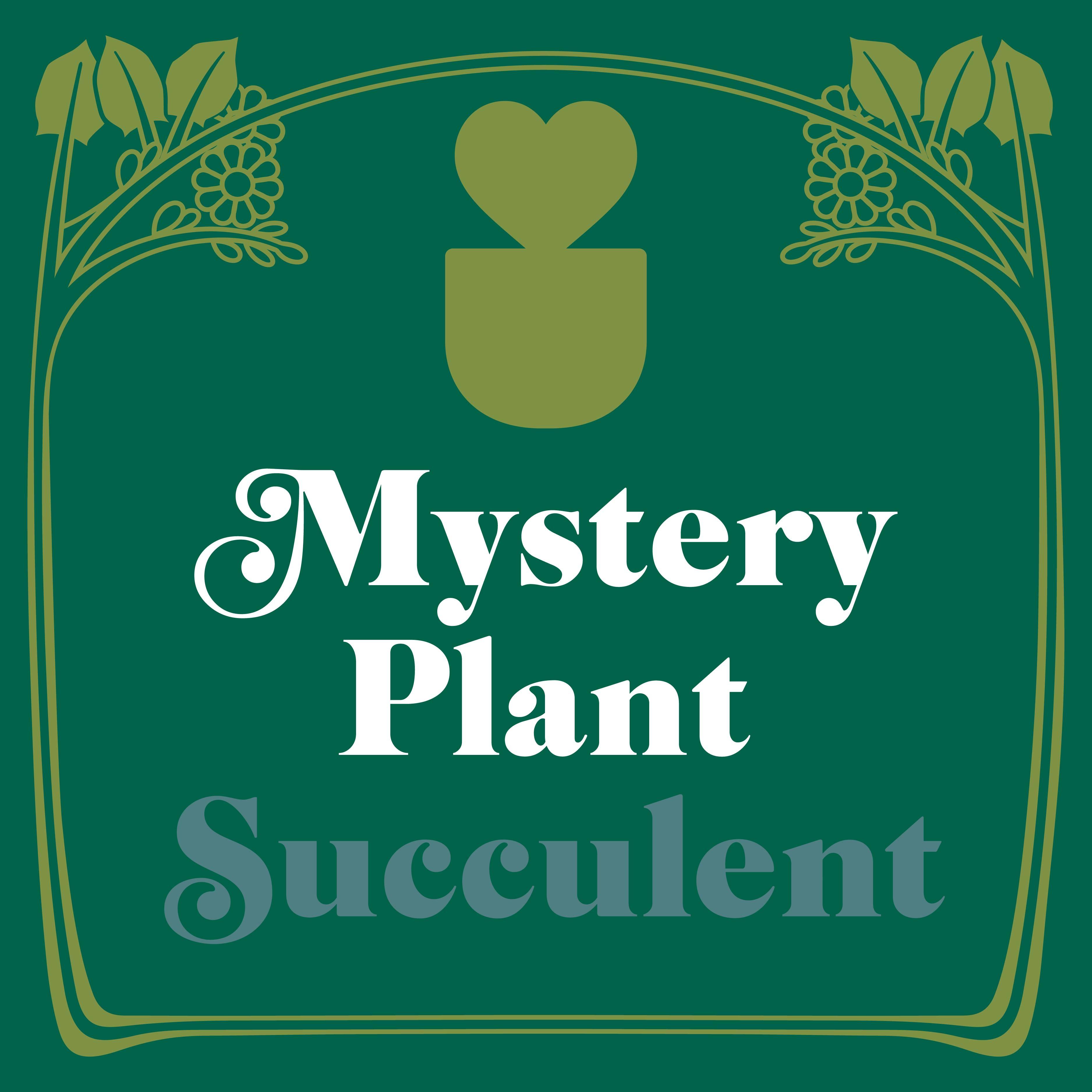 Mystery Succulent House Plant - House Plant Shop